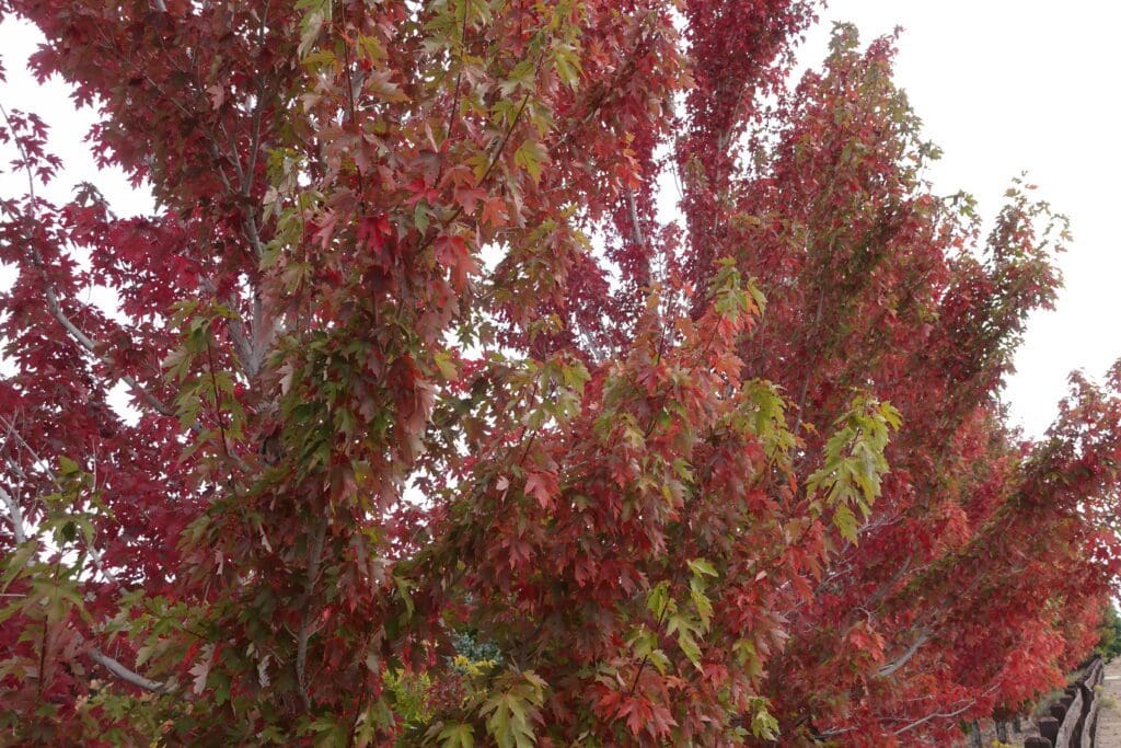 Carson Valley Maples